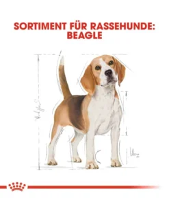 ROYAL CANIN Beagle adult 12 kg