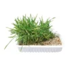 TRIXIE Erba gatto 130 gr