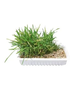 TRIXIE Erba gatto 130 gr